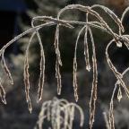 Frostiga växter